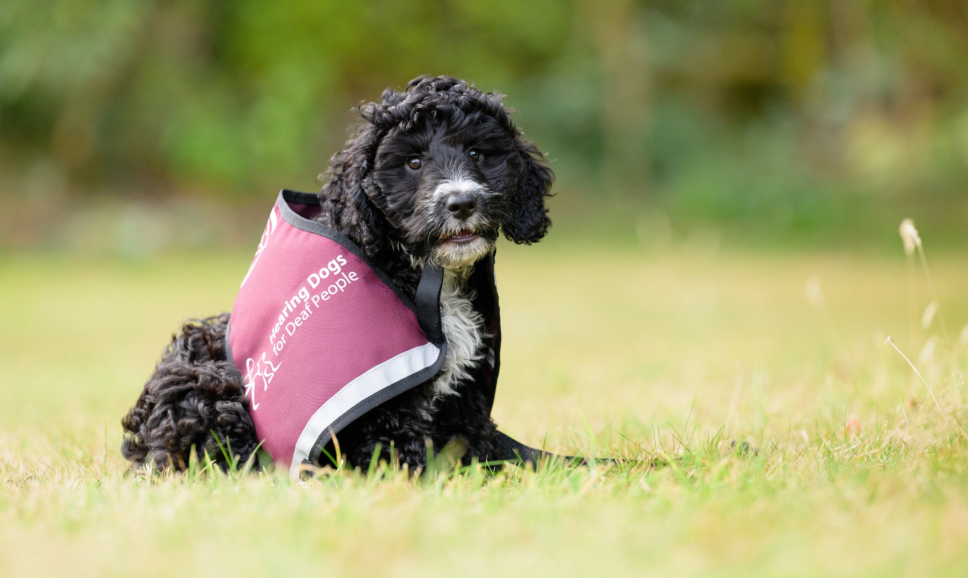 Black and white Cockapoo puppy sat in grass wearing an oversized Hearing Dogs jacket and looking at the camera