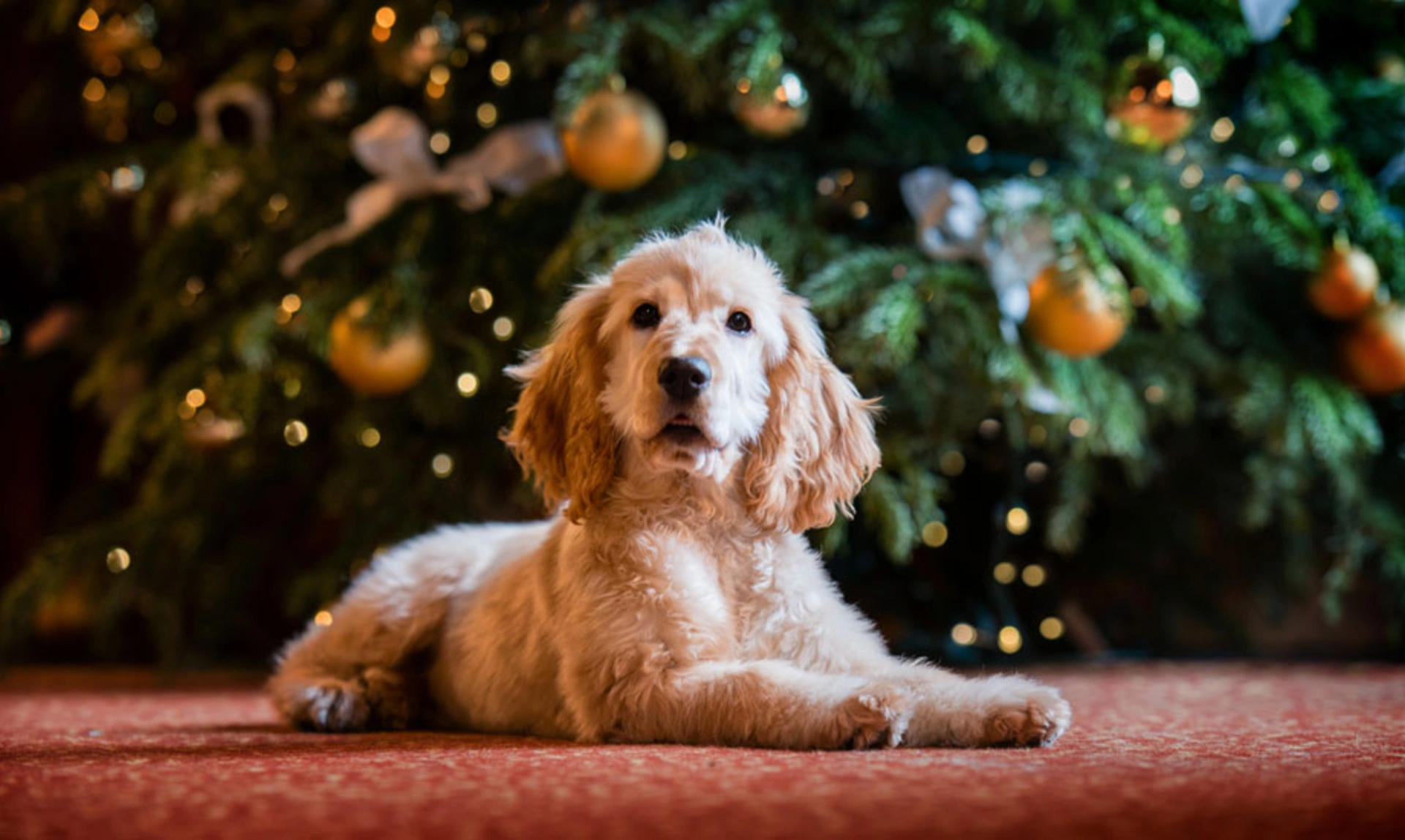 Golden cockerpoo in front of a Christmas tree