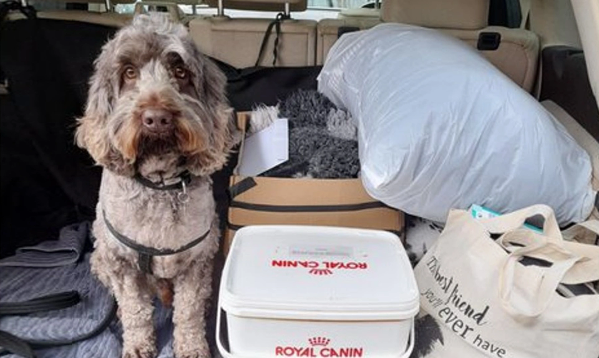 A sad looking light brown Cockapoo sat in a car boot looking sad with dog food a bed and toys next to it