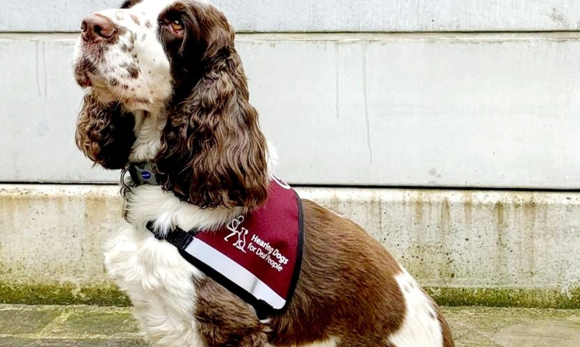 Wren, a brown and white spaniel sitting in their hearing dogs jacket