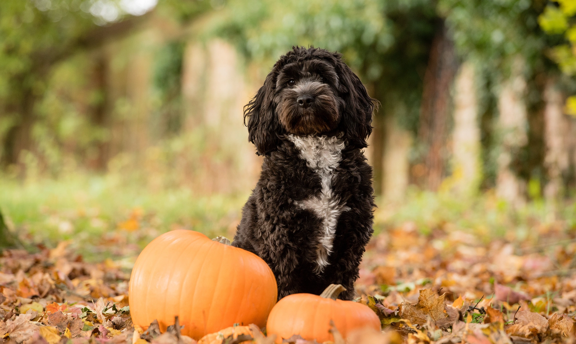  Black Cockapoo with white chest sat outside just behind two pumpkins surrounded by fallen autumnal leaves
