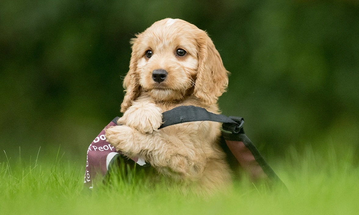 Red cockapoo puppy in oversized hearing dogs coat sitting in the grass