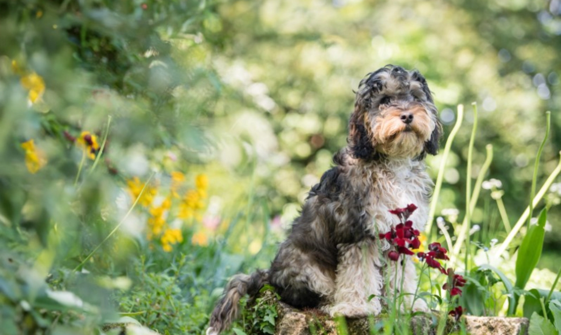 Black and sand coloured cockapoo sat in a garden with lots of plants and red flowers around them