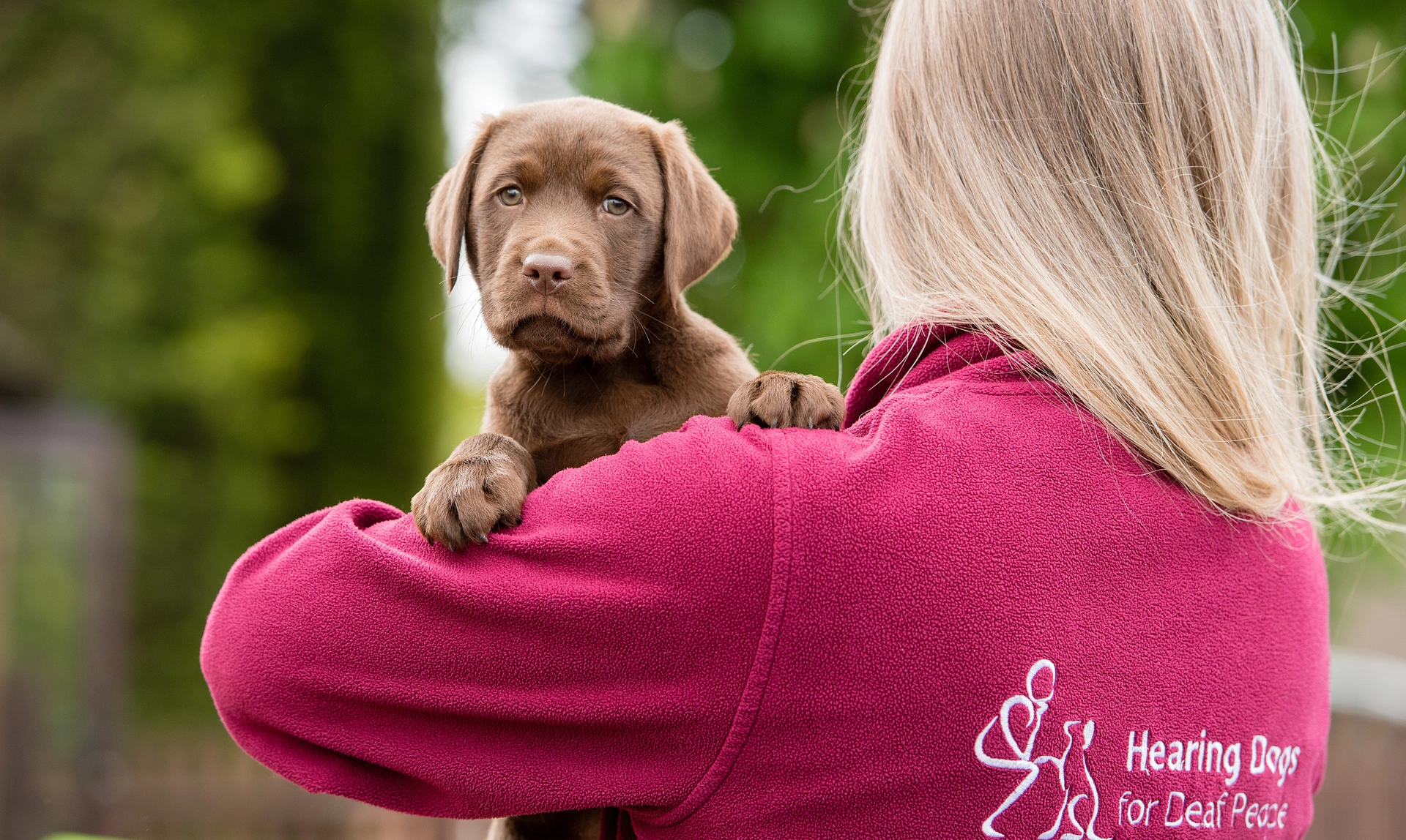 Small brown labrador puppy looking of the shoulder of the person holding him who is wearing a hearing dogs branded fleece.