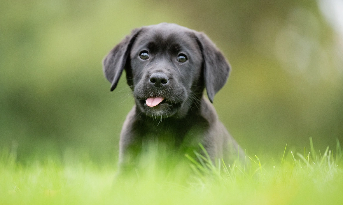 Black labrador puppy sticking out its tounge sitting in the grass 