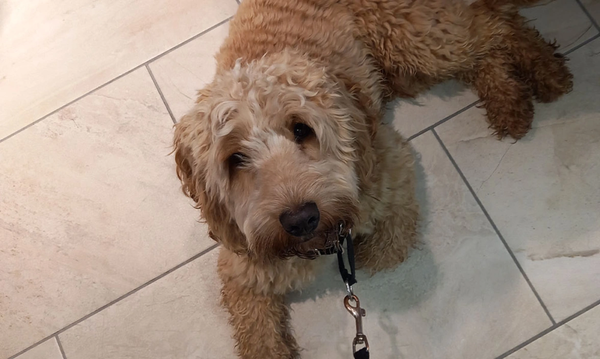 Mid shot of a cockapoo laying on a tiled floor looking up at the camera