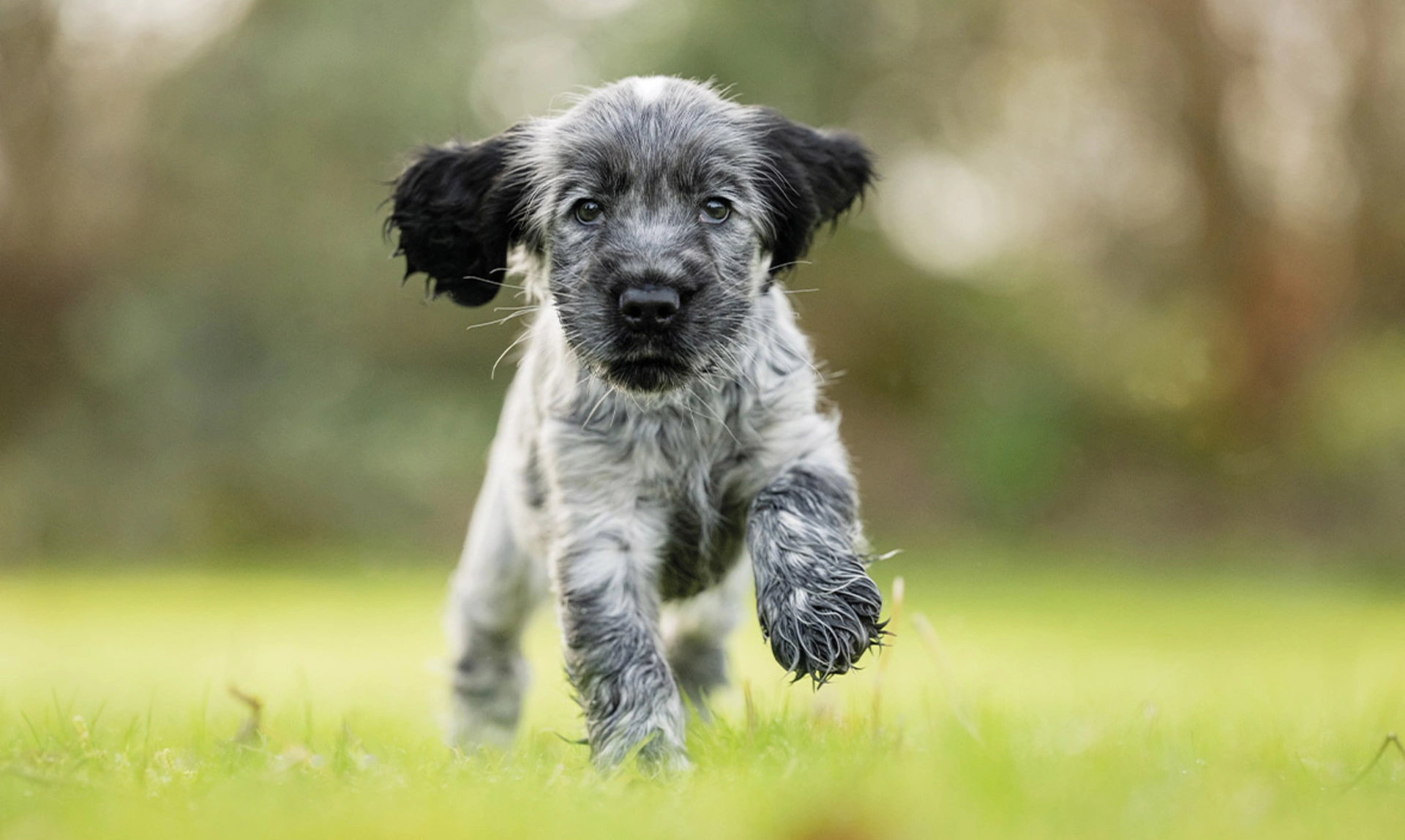 Blue roan Cocker Spaniel running on grass