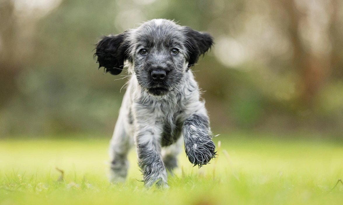 Blue roan Cocker Spaniel running on grass
