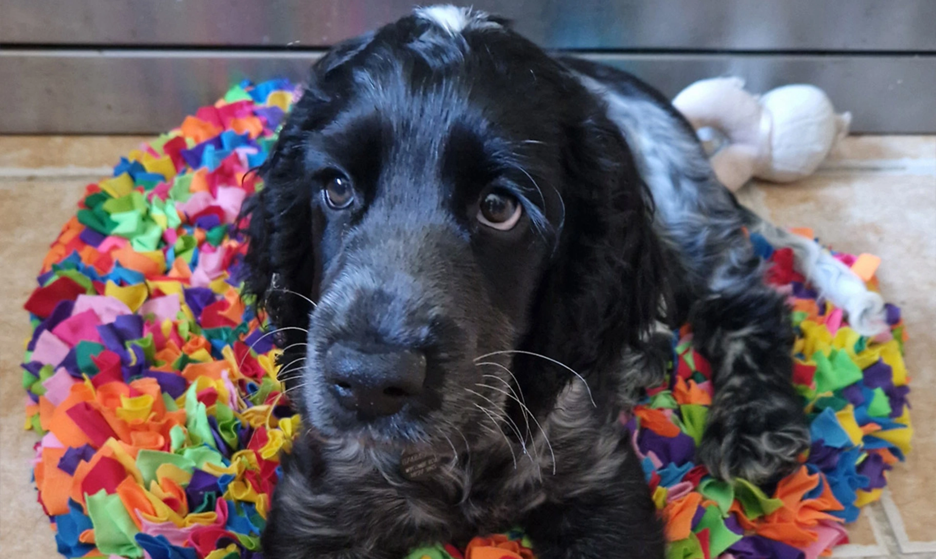 Blue roan spaniel laying on colour rainbow snuffle mat