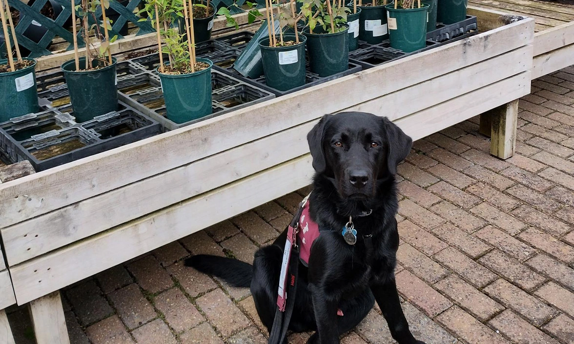 Black Labrador sitting in front of plants