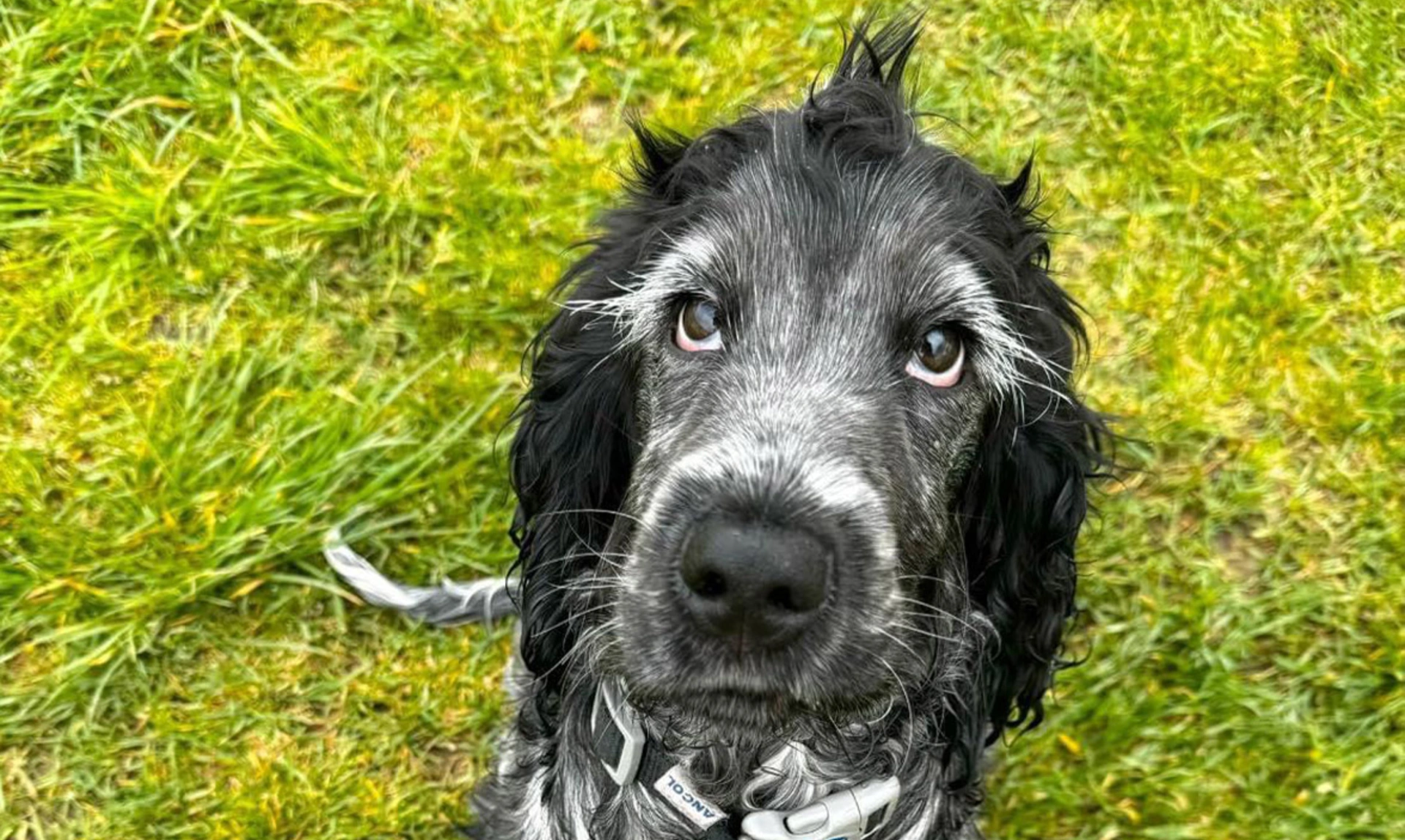 Blue roan spaniel sitting on grass