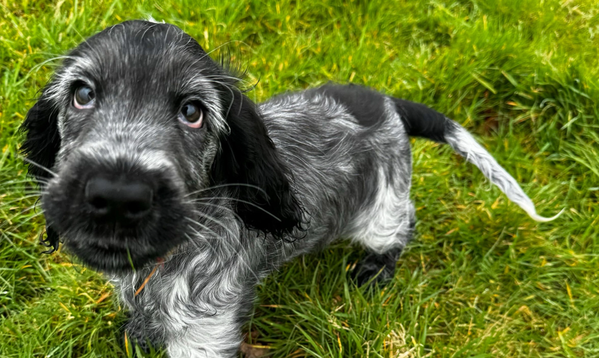Blue roan spaniel puppy standing in grass