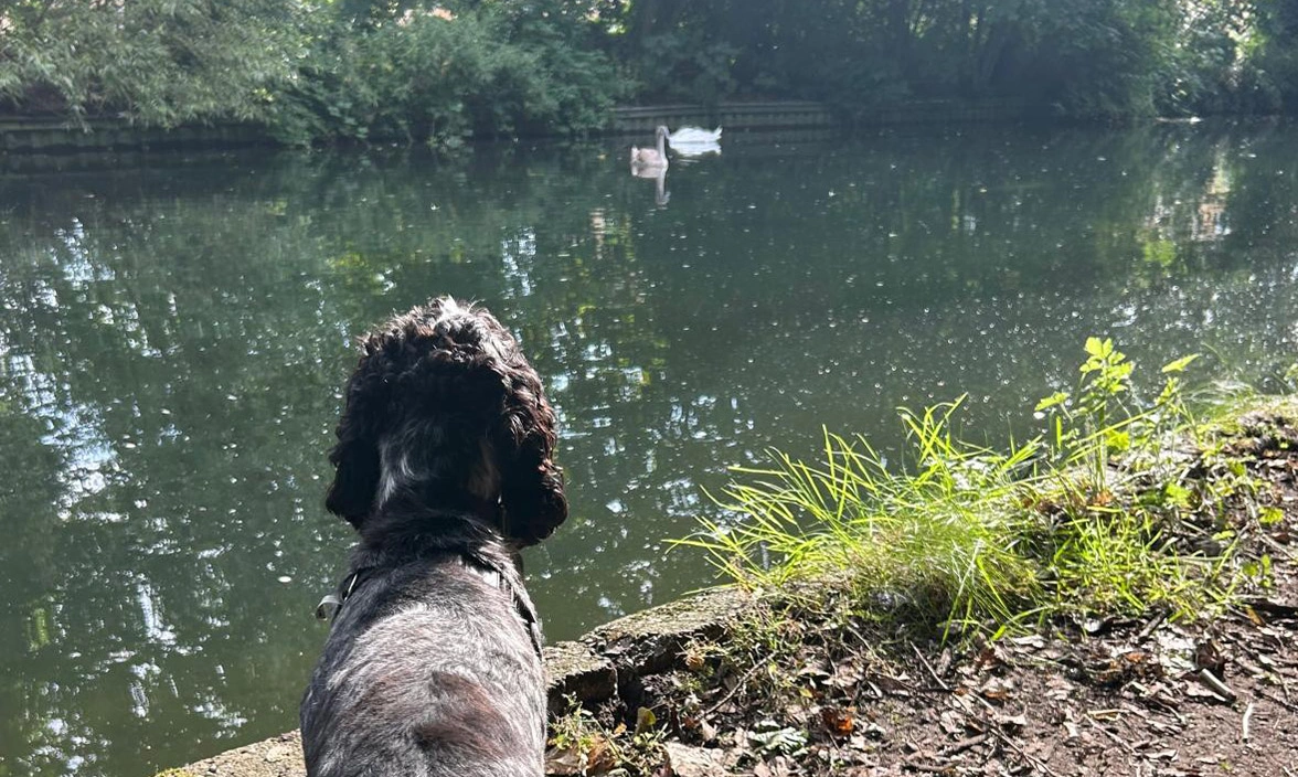 Blue roan spaniel watching swans in a pond