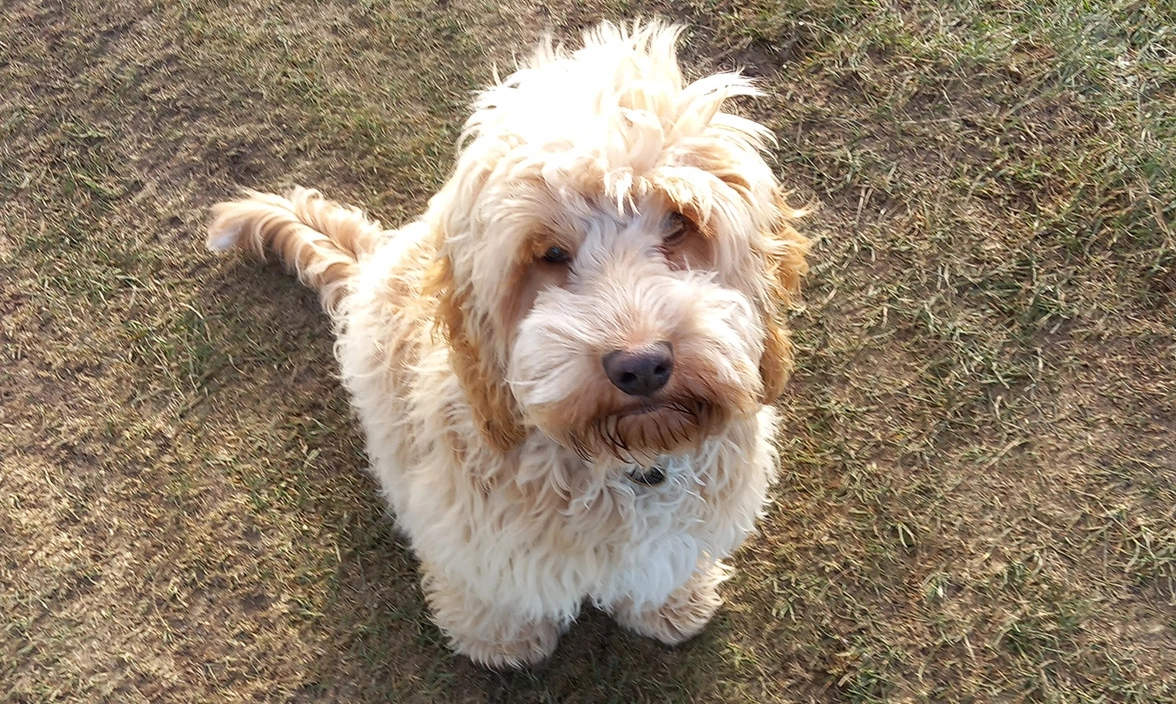 Fluffy golden Cockapoo sitting on grass
