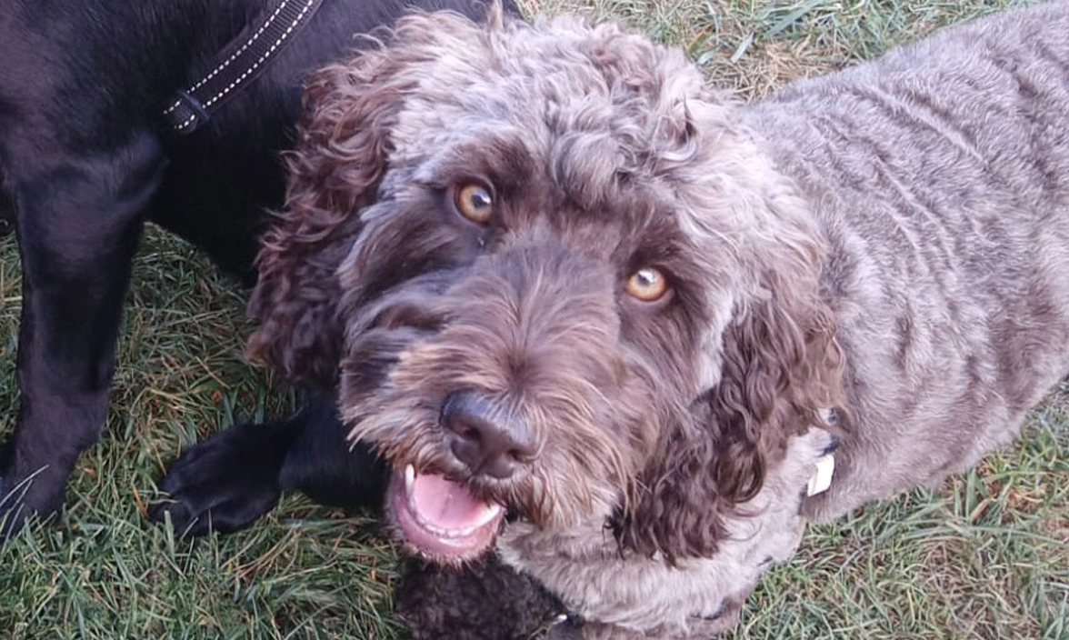 Brown Cockapoo looking directly into camera