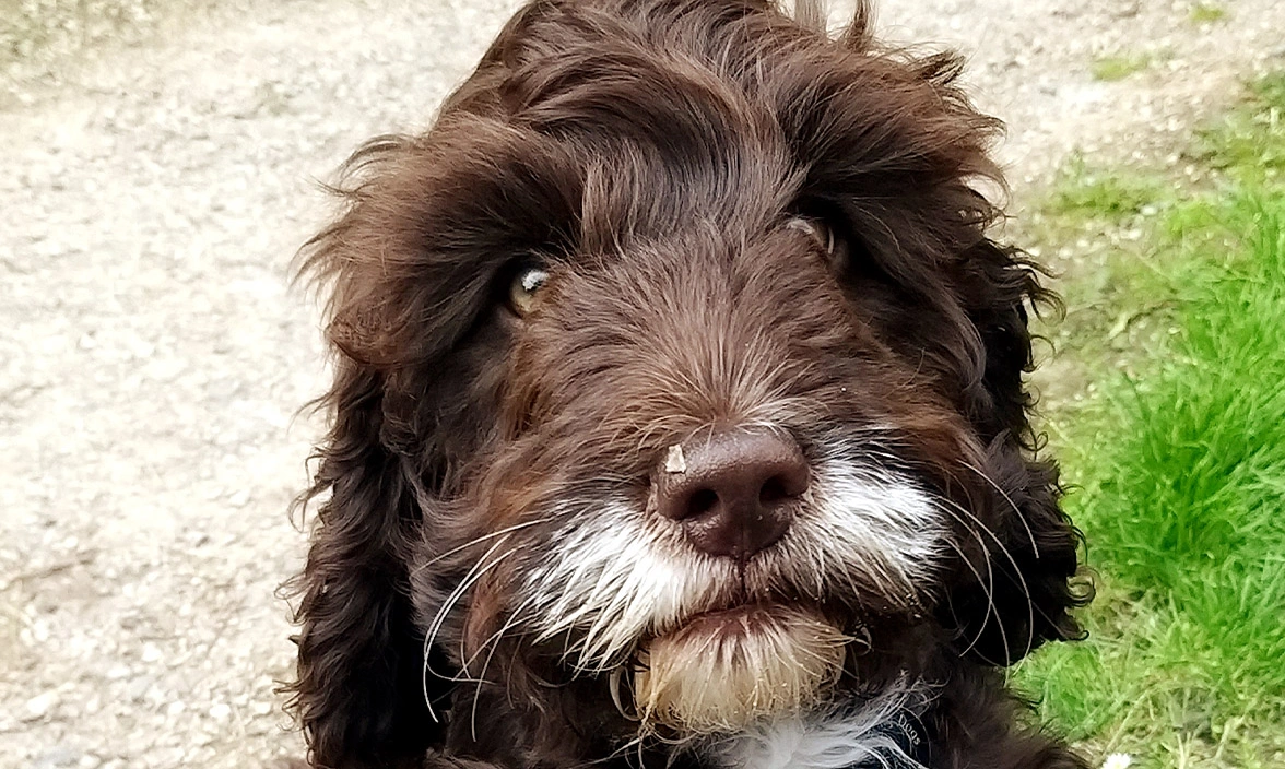 Brown Cockapoo outside on path