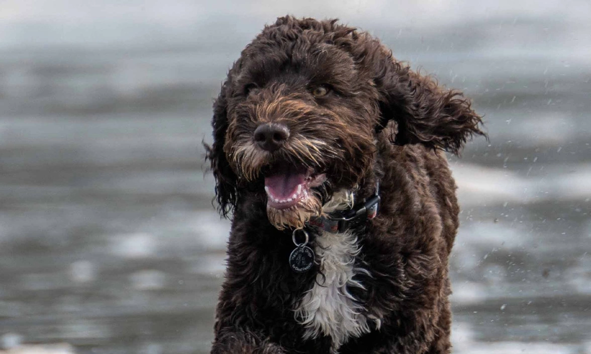 Brown Cockapoo running in the sea
