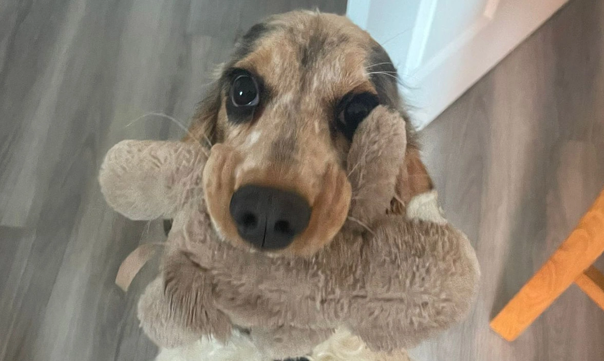 Sable spaniel holding cuddly toy in mouth