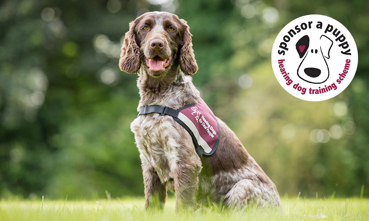 Chocolate roan spaniel sitting on grass wearing hearing dogs jacket