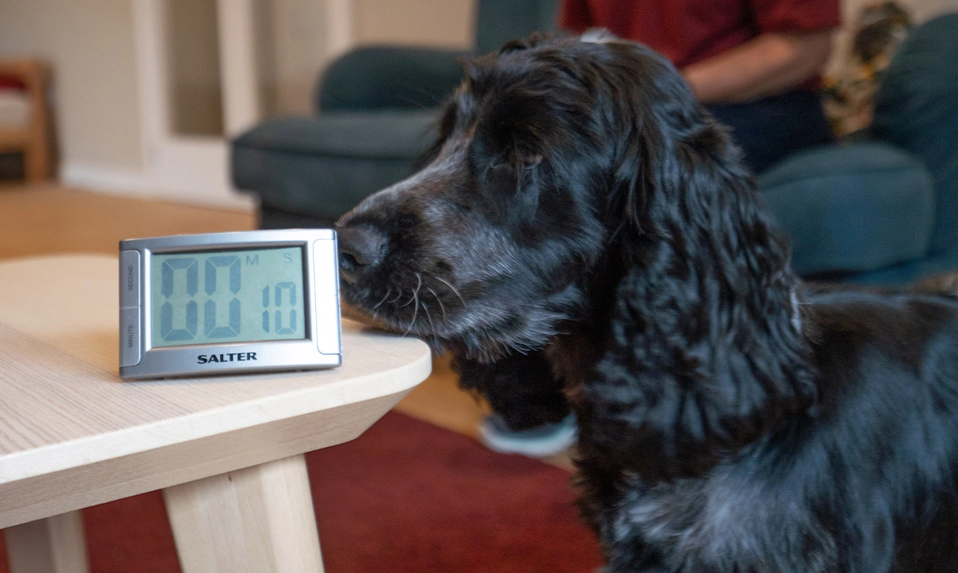 Cocker spaniel Ralph looking at an alarm clock on a wooden table