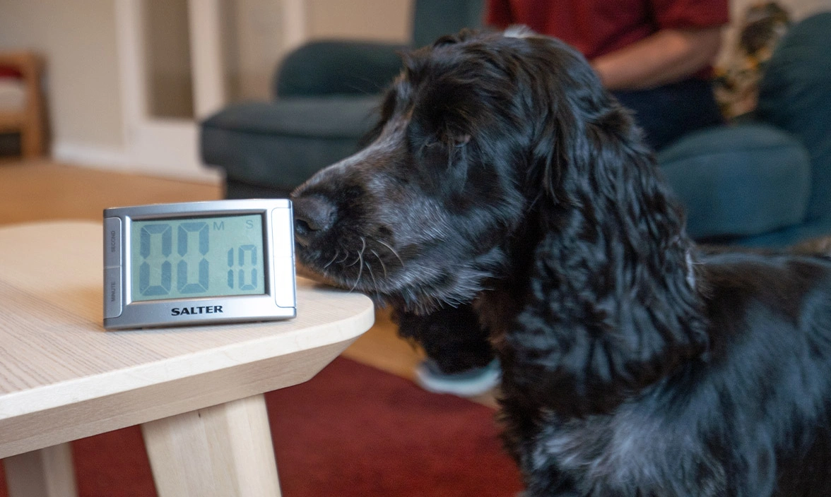 Cocker spaniel Ralph looking at an alarm clock on a wooden table