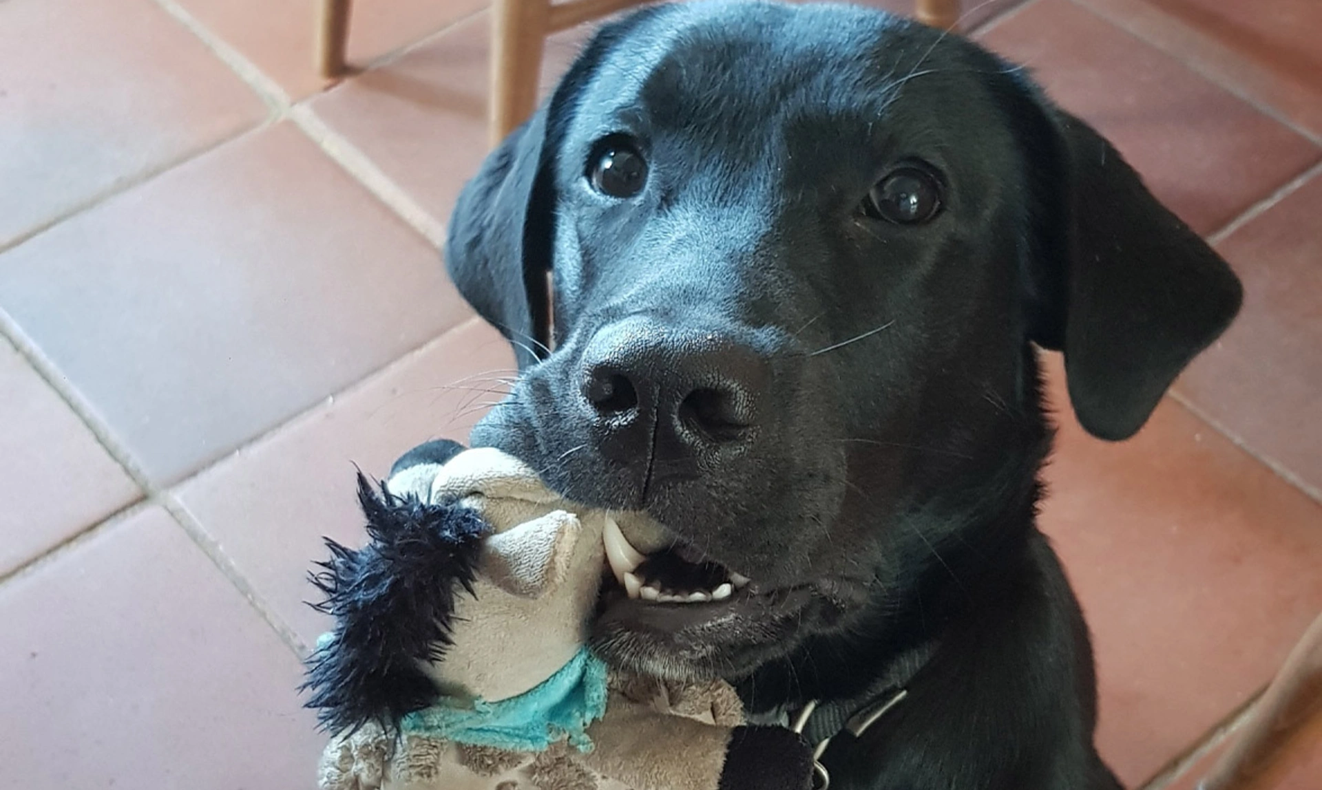 Black Labrador with toy in mouth