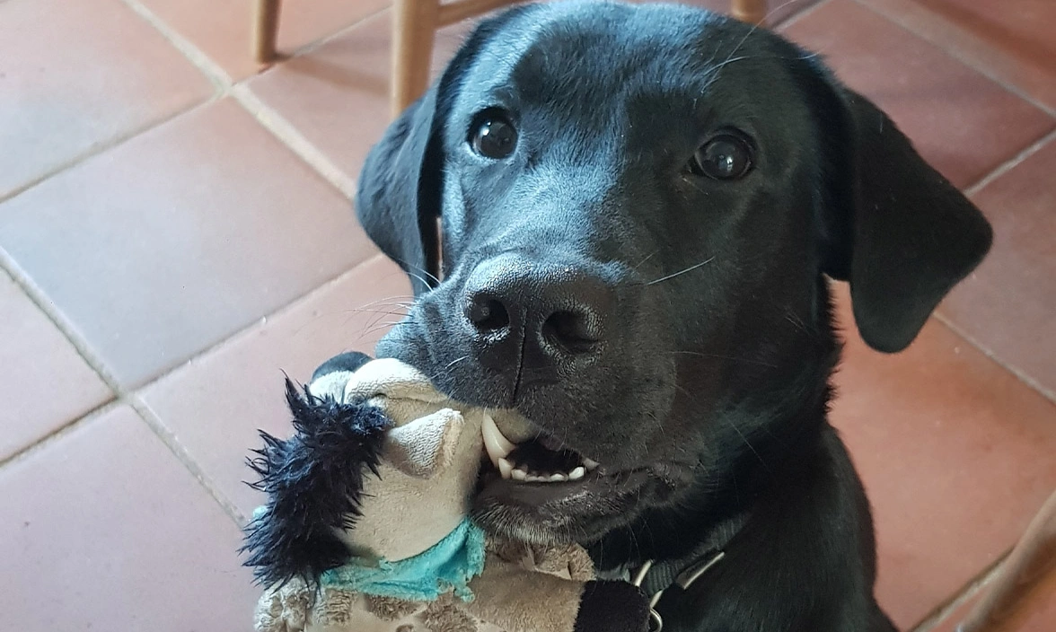Black Labrador with toy in mouth