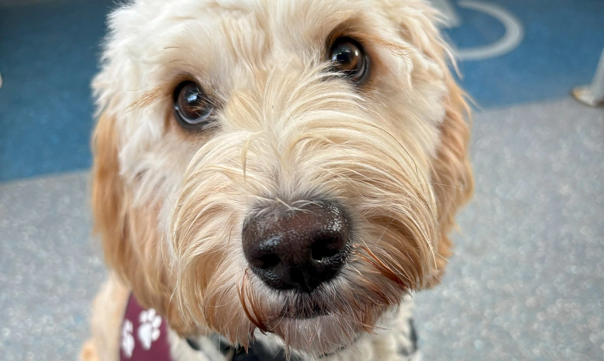 Golden Cockapoo sitting on bus