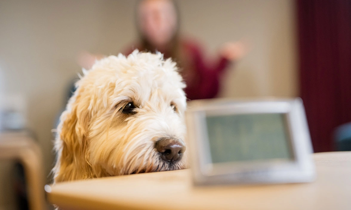 Golden Cockapoo nudging portable cooker timer