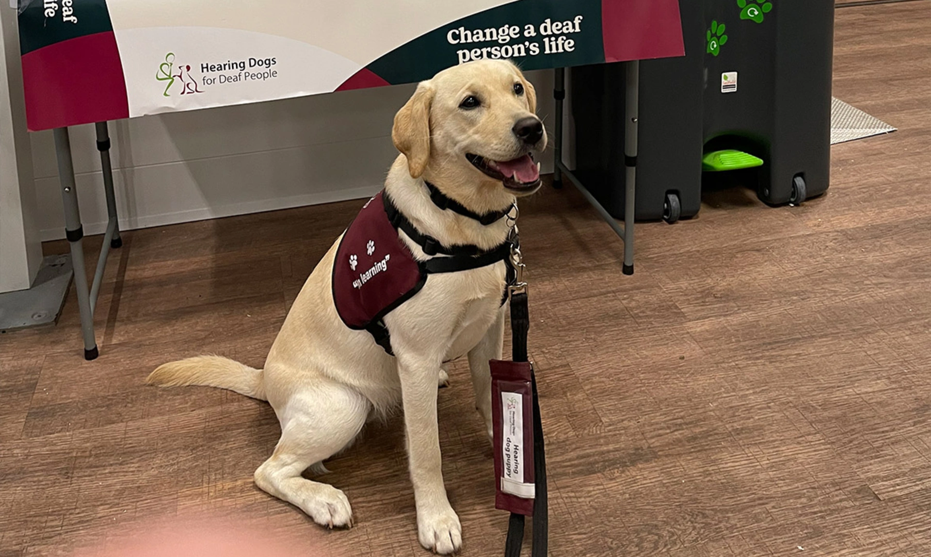Yellow Labrador in burgundy training jacket in front of Hearing Dogs fundraising stall