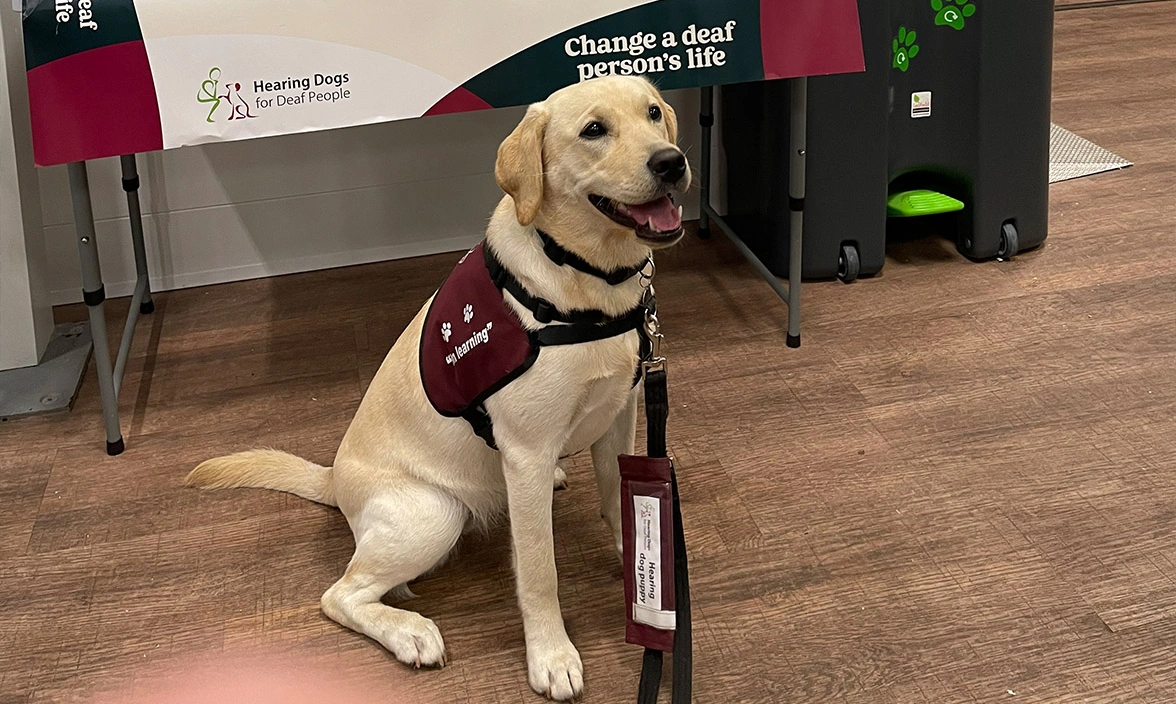 Yellow Labrador in burgundy training jacket in front of Hearing Dogs fundraising stall