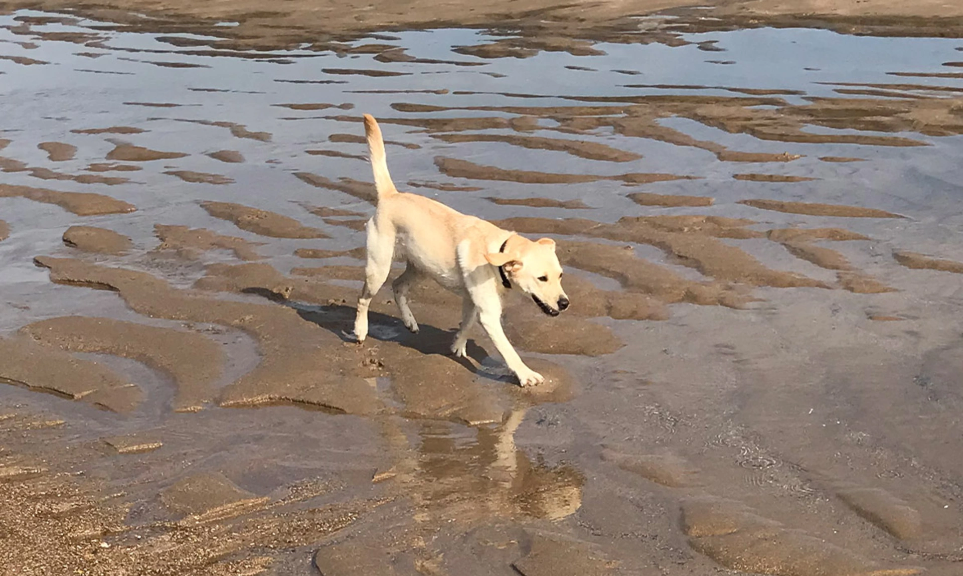 Yellow Labrador running on sandy beach