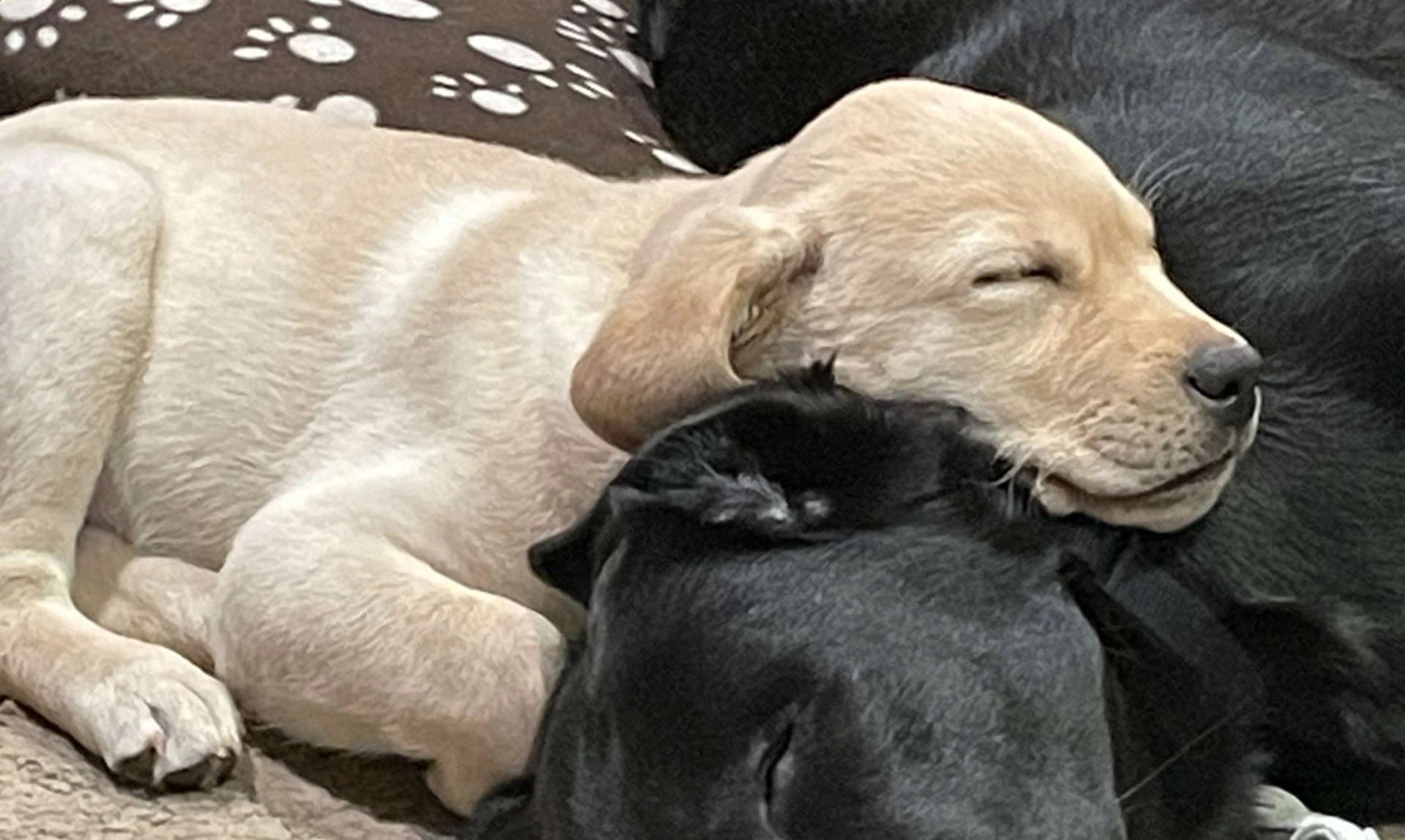 Yellow Labrador puppy sleeping on adult black Labrador