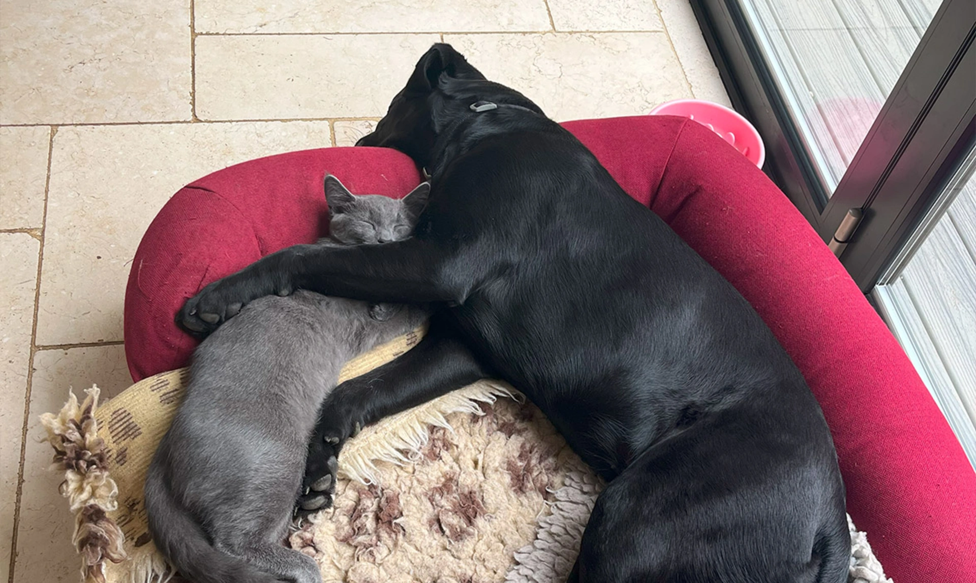 Black Labrador cuddling grey fluffy cat in red bed