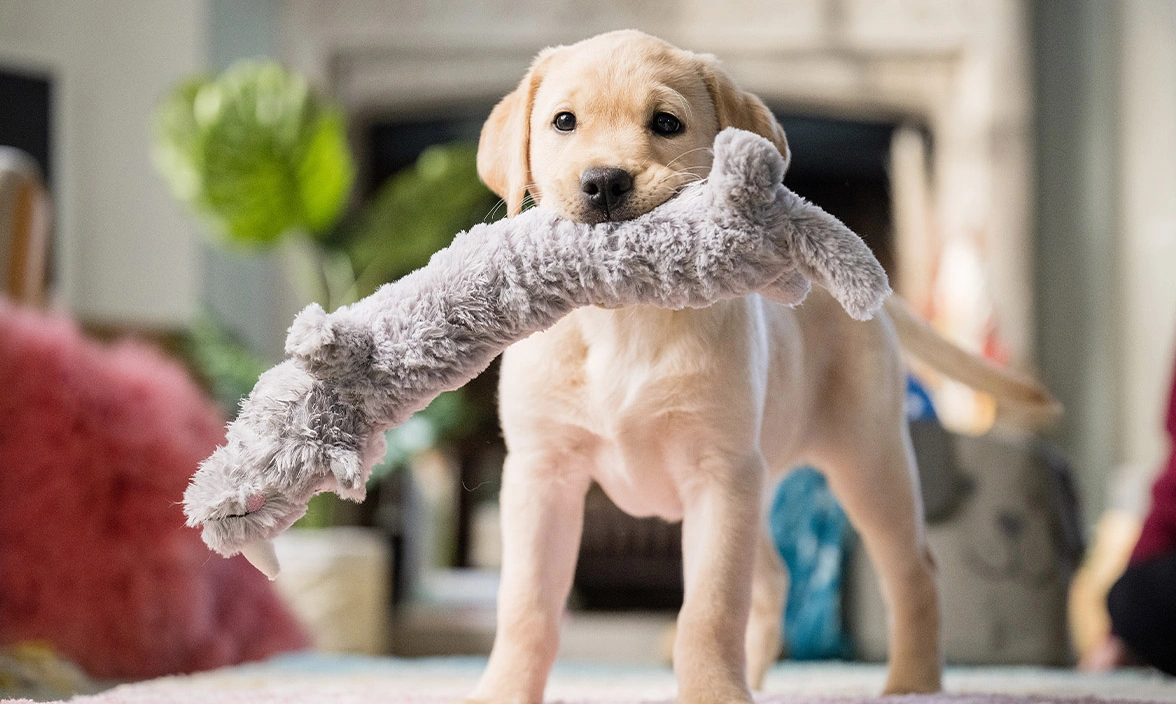 Yellow Labrador puppy holding cuddly toy