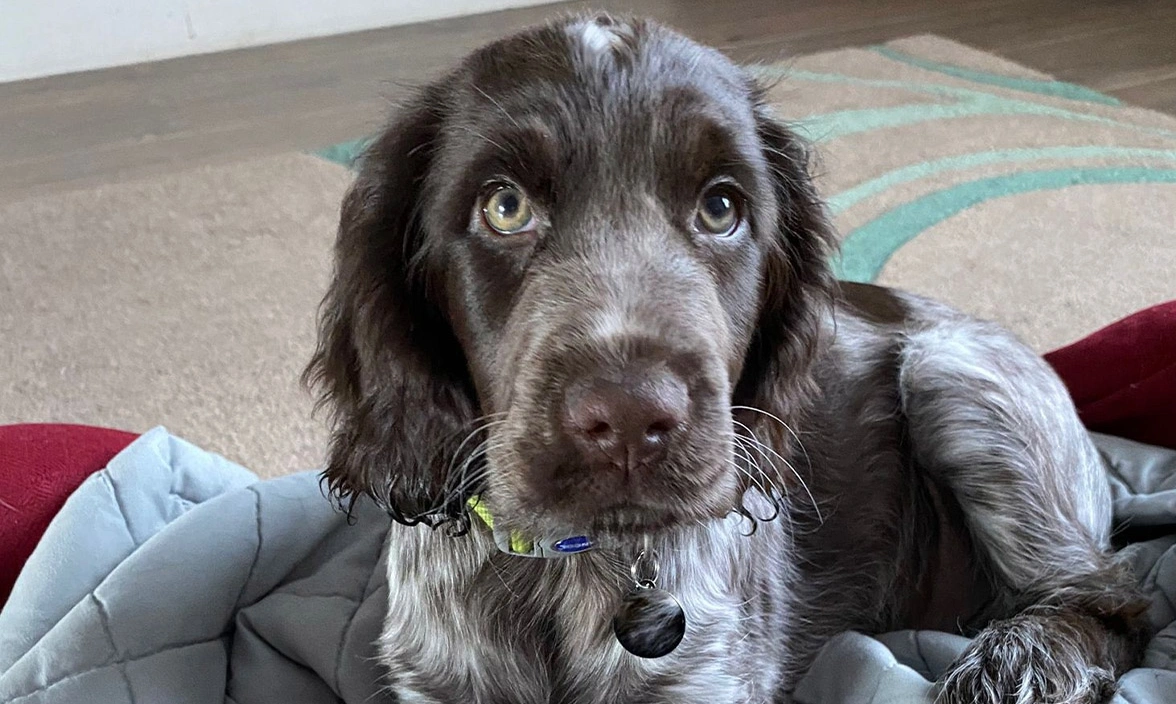 Chocolate roan spaniel puppy