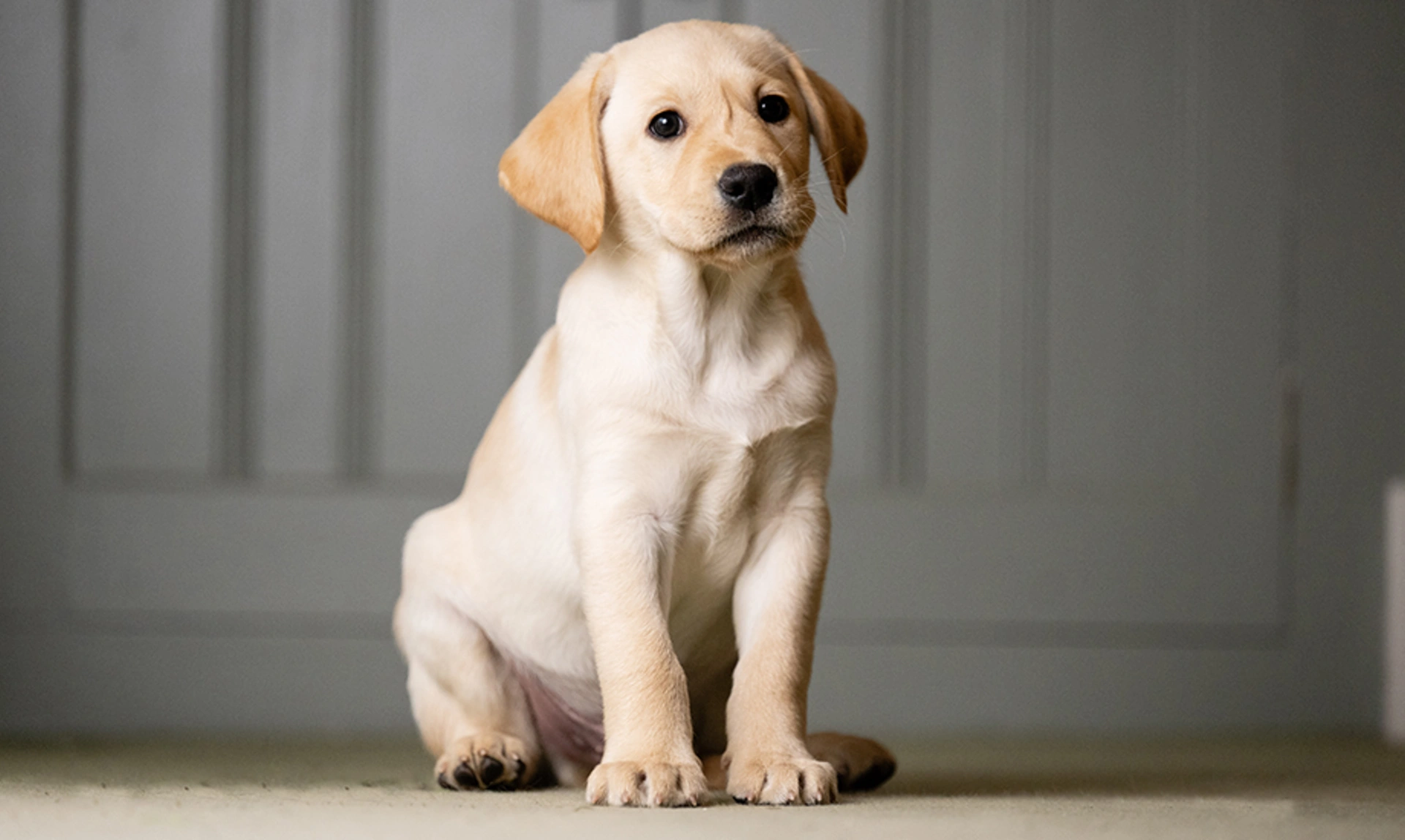 Golden labrador puppy sitting