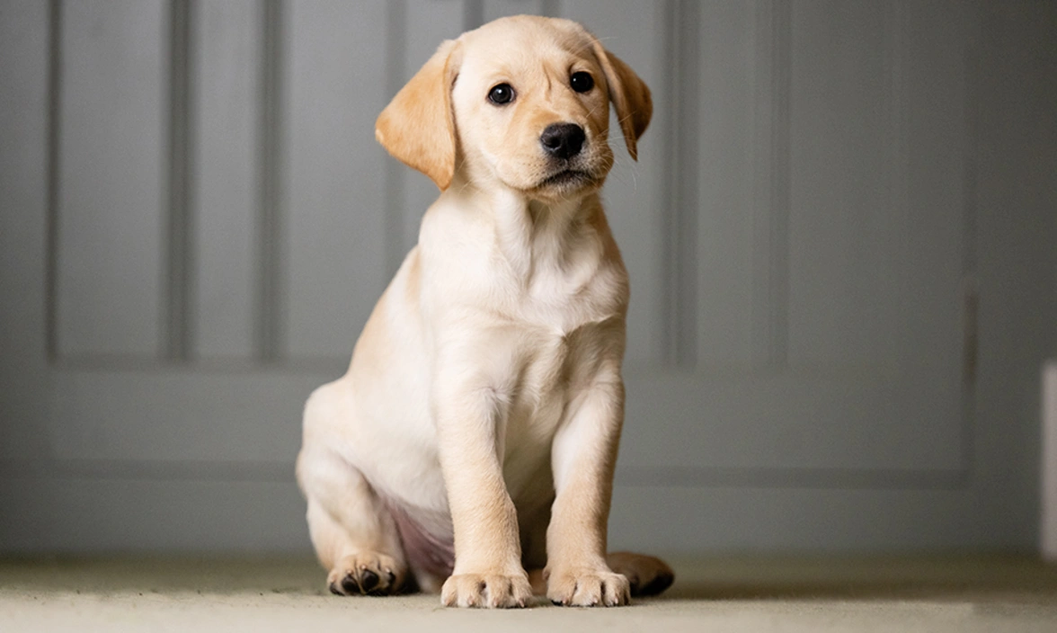 Golden labrador puppy sitting