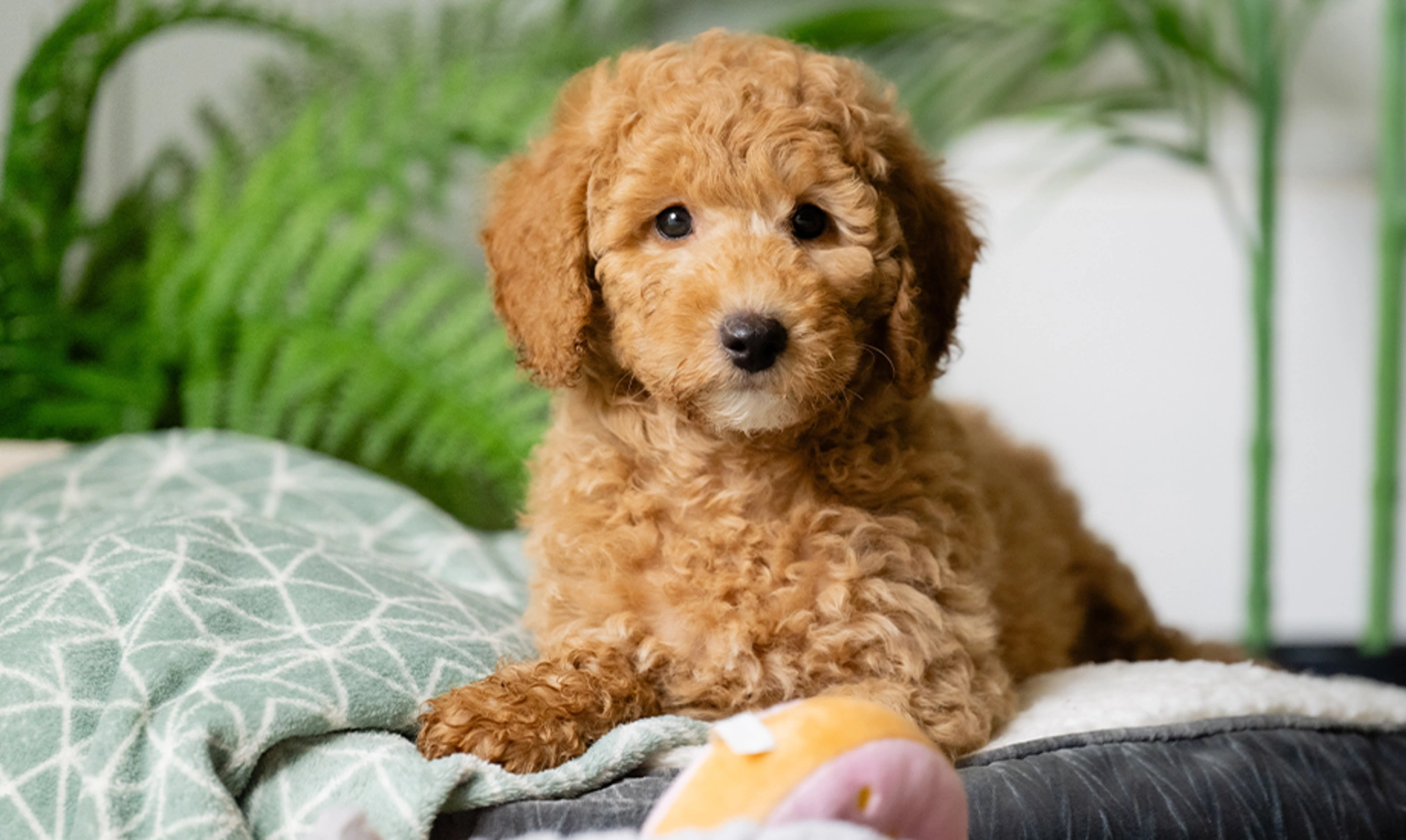 Apricot poodle Elmo laying on a dog bed