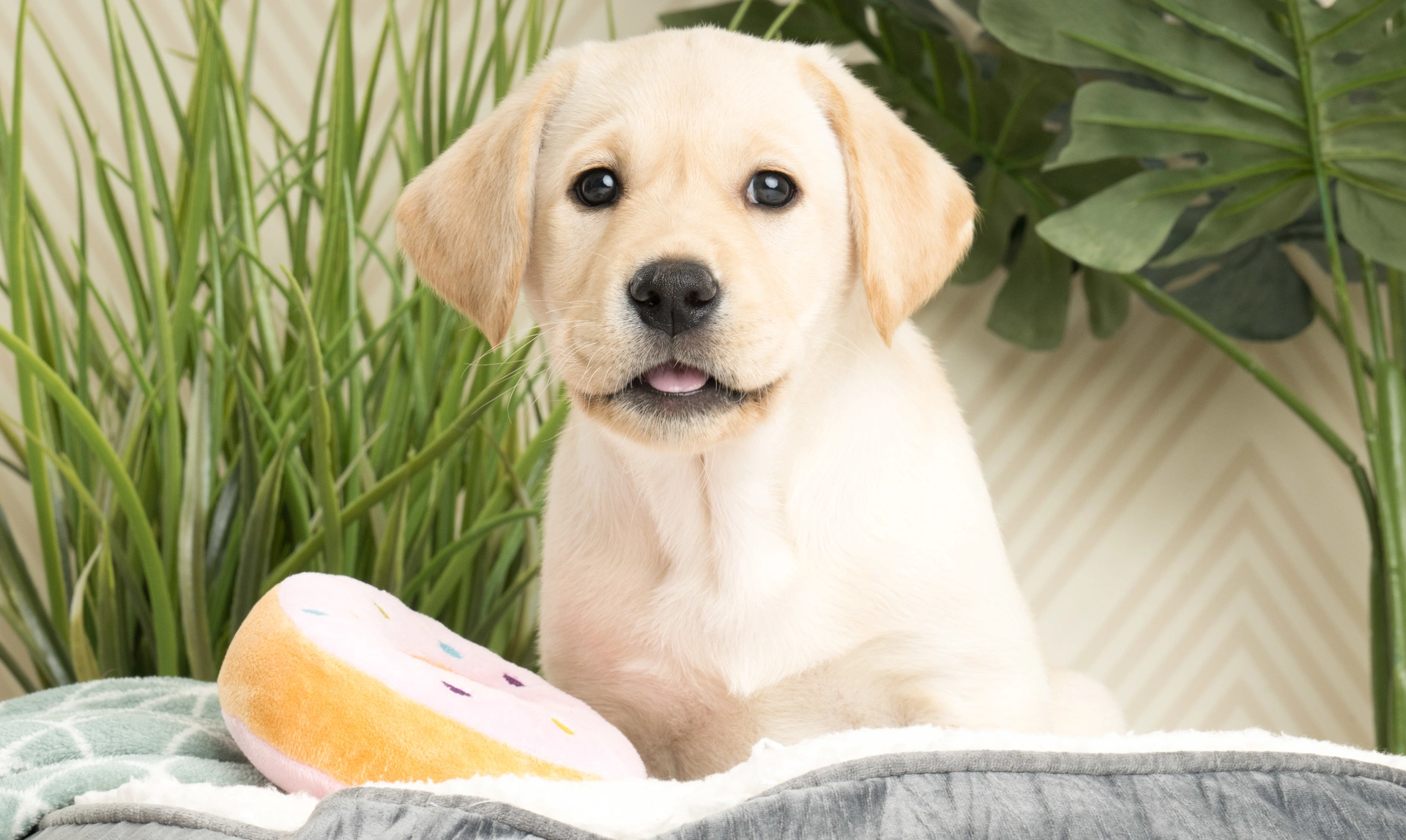 Labrador puppy on a grey blanket with a pink and yellow doughnut toy, plants in the background.