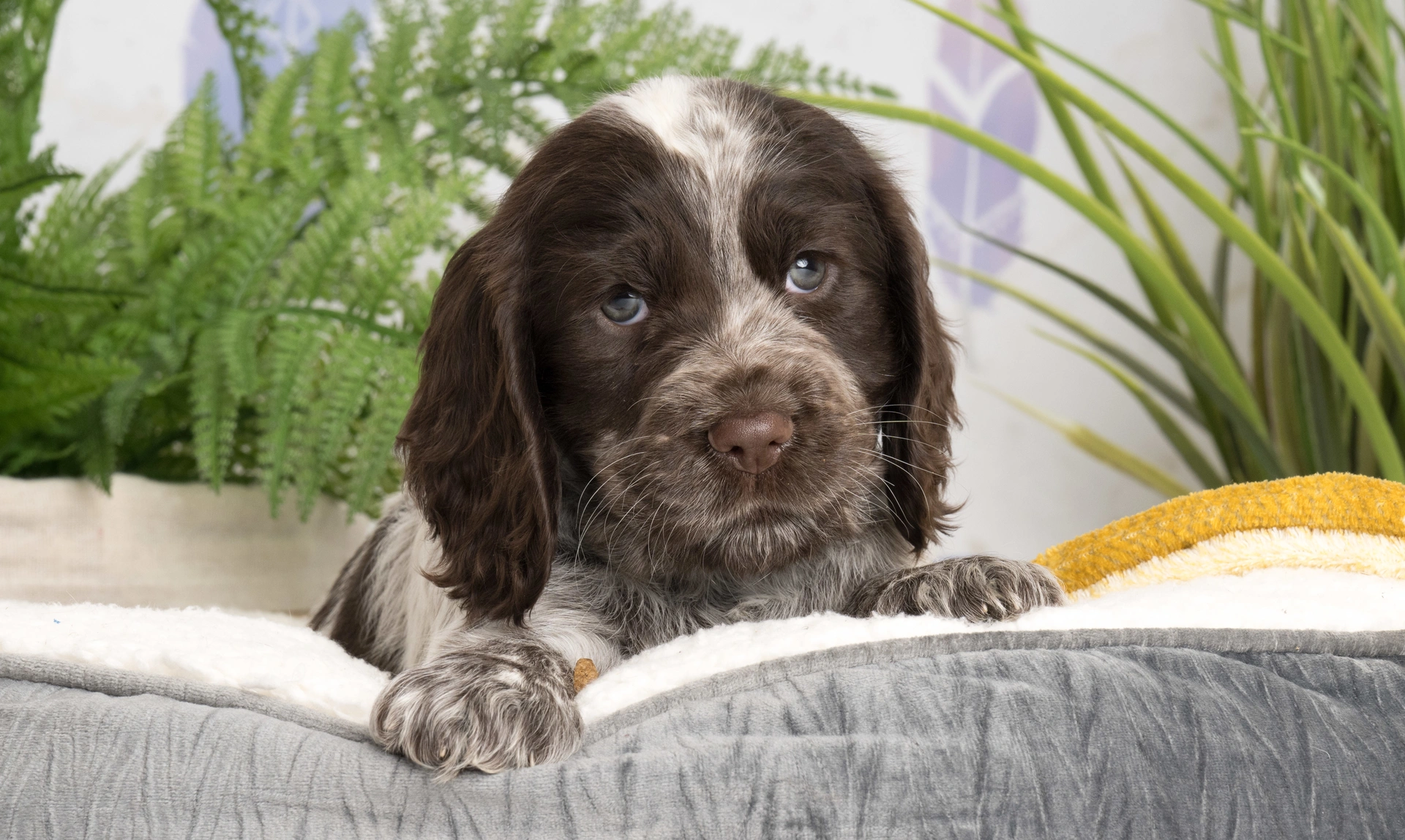 A Cocker Spaniel puppy with long, dark fur and white markings on its head and paws, resting on a gray quilted dog bed with green plants in the background.