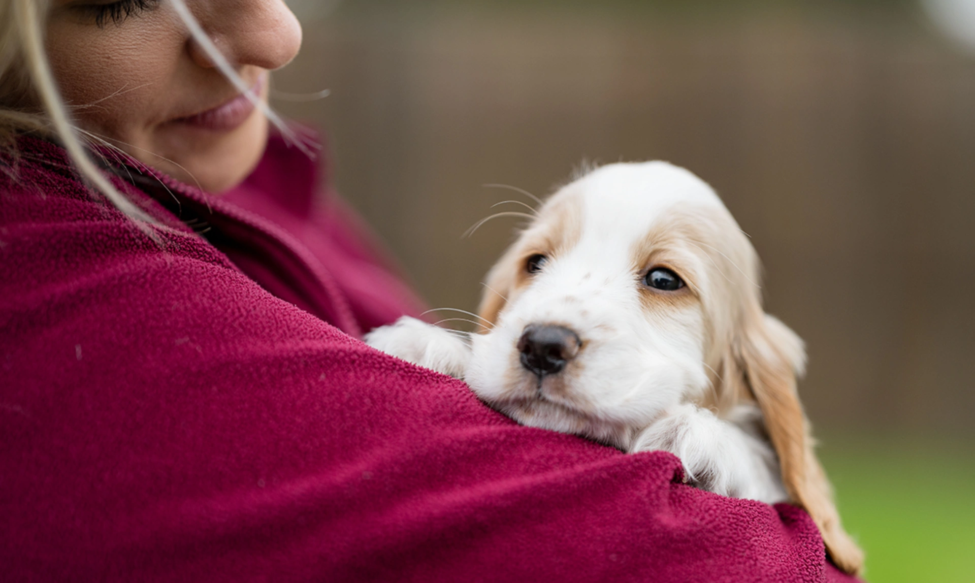Small Spaniel puppy looking sleepy in the arms of a woman looking down at her