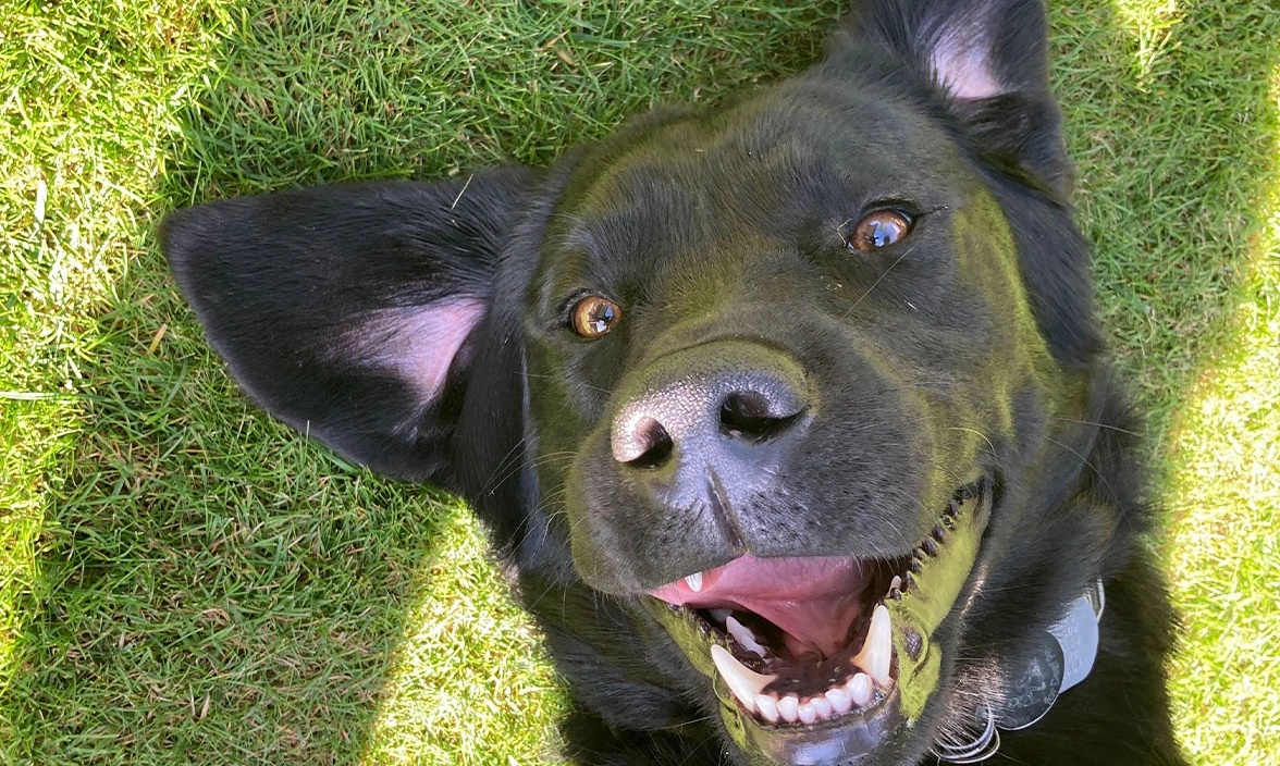 Black Labrador laying on back on grass looking happy