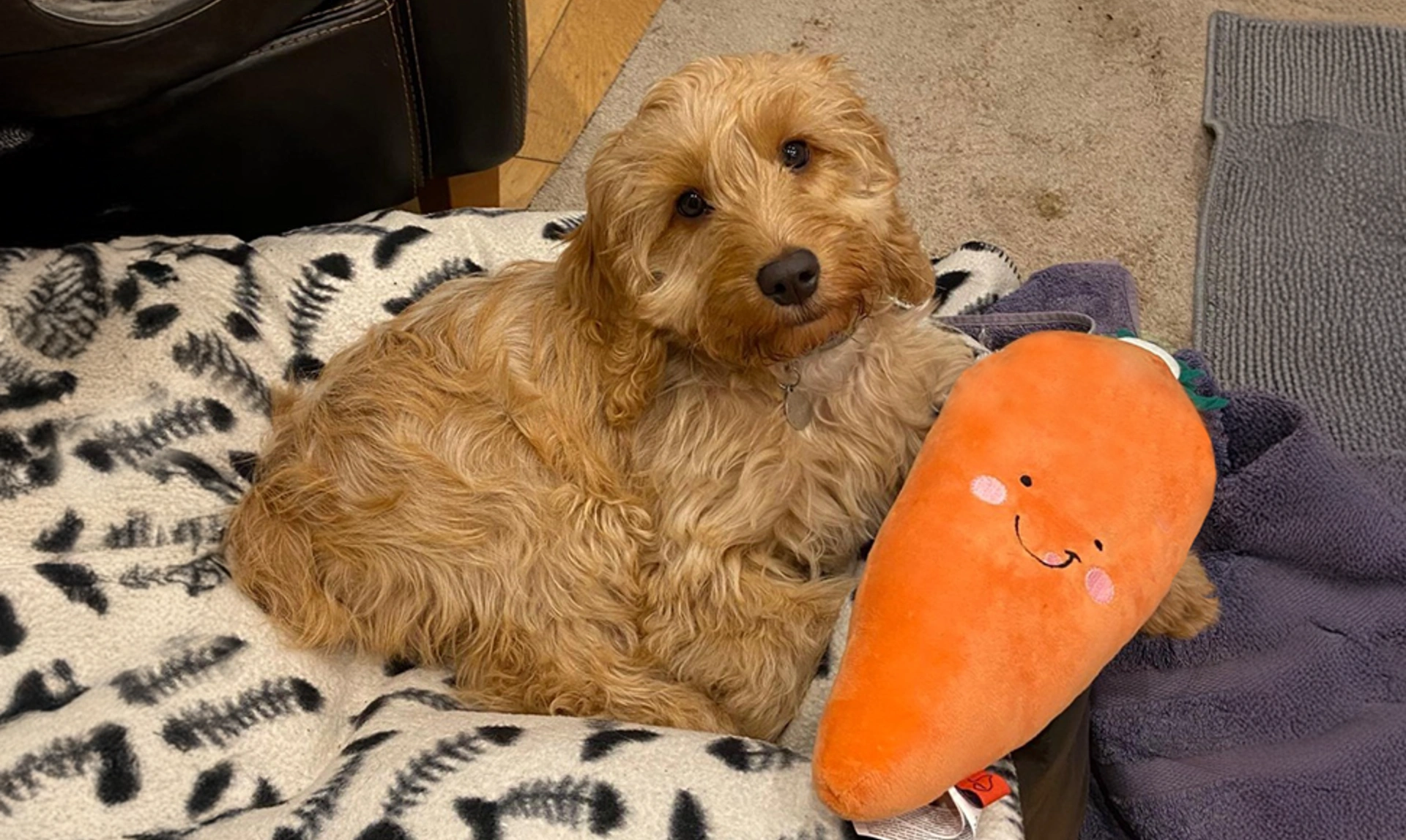 Golden Cockapoo with carrot toy