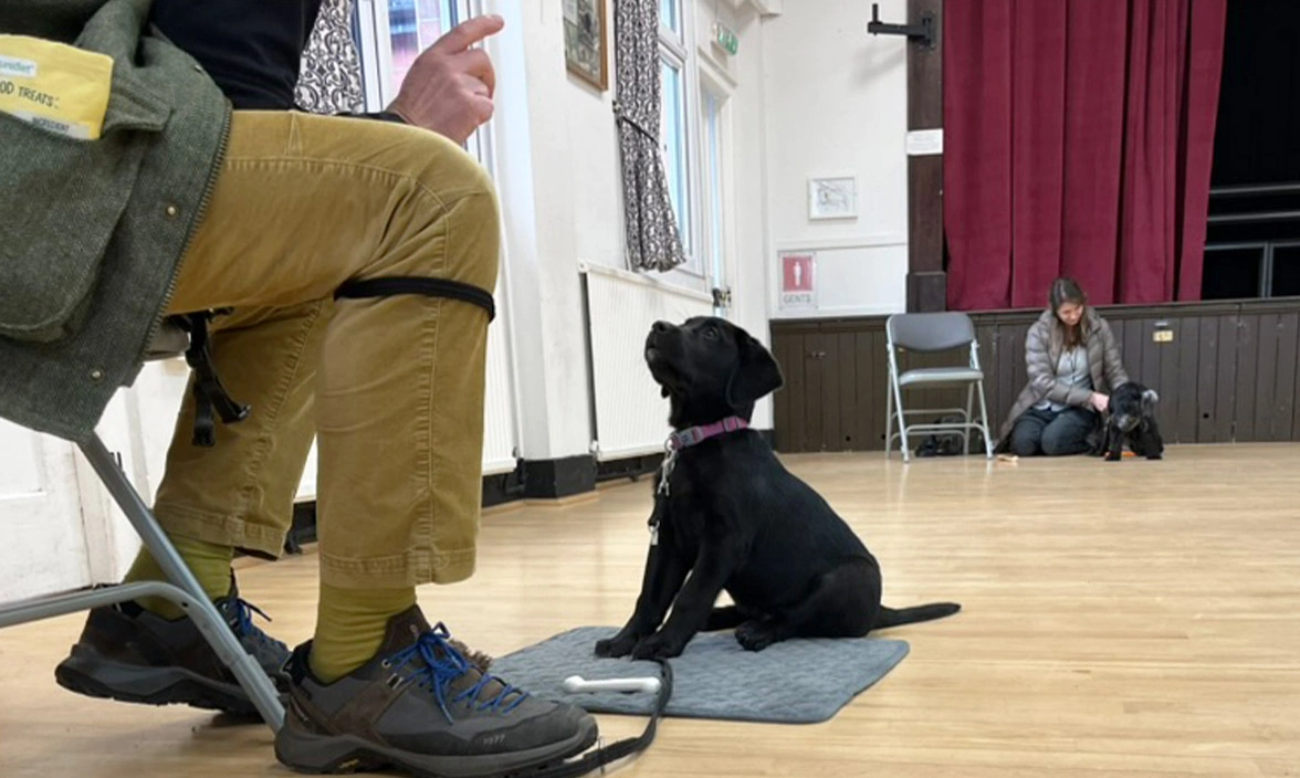 Black Labrador puppy sitting in puppy class