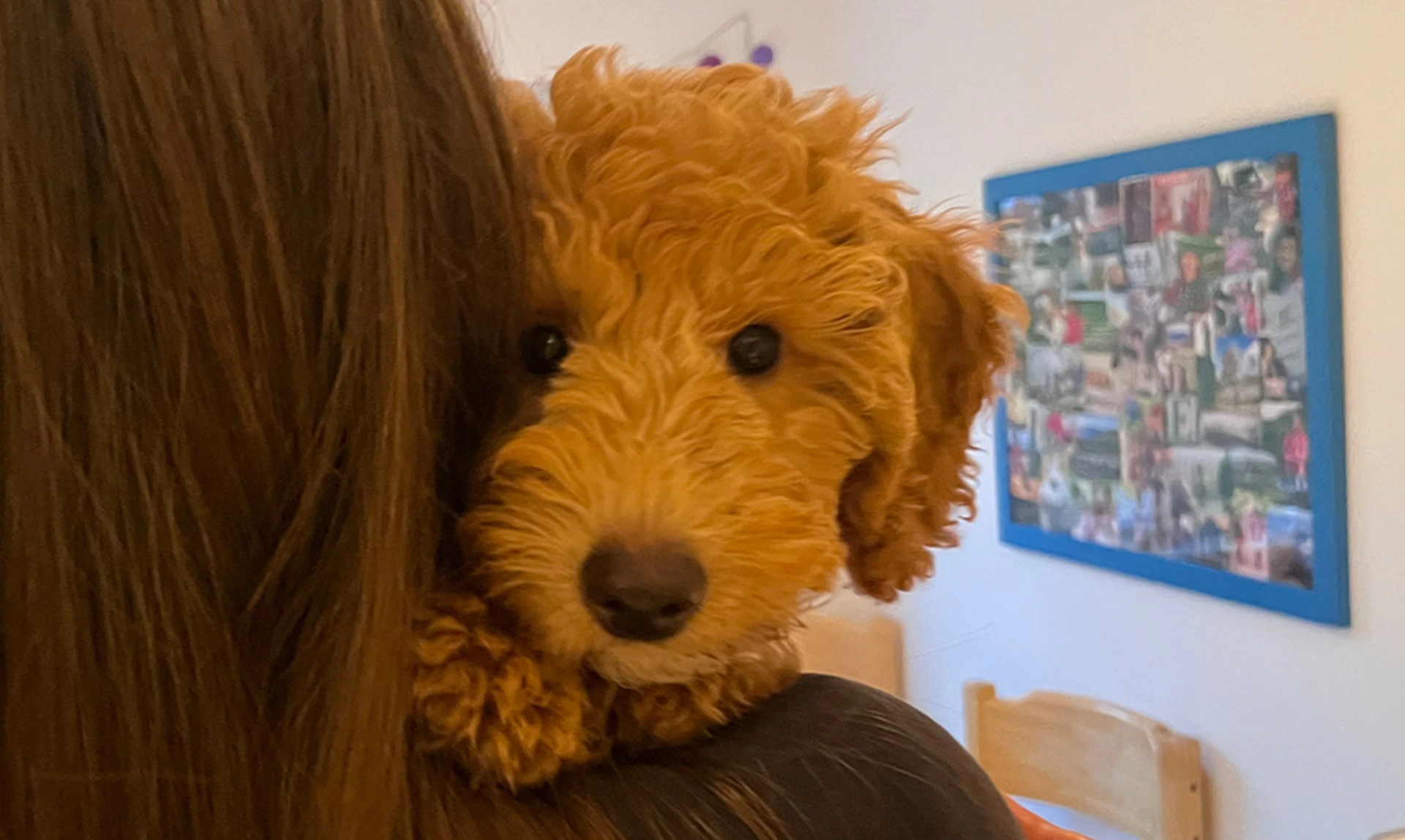 Red Miniature poodle being cuddled