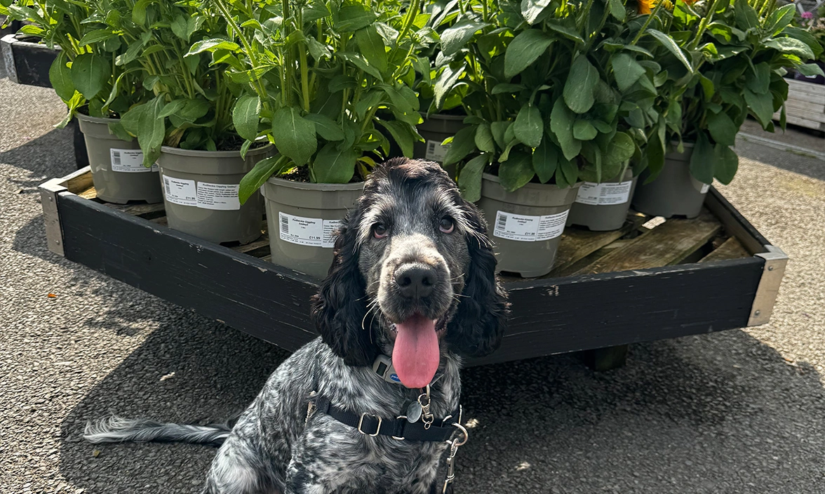 Blue roan spaniel sitting in front of sunflowers