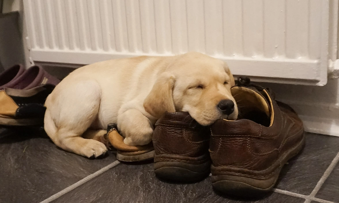 Yellow Labrador puppy sleeping on shoes