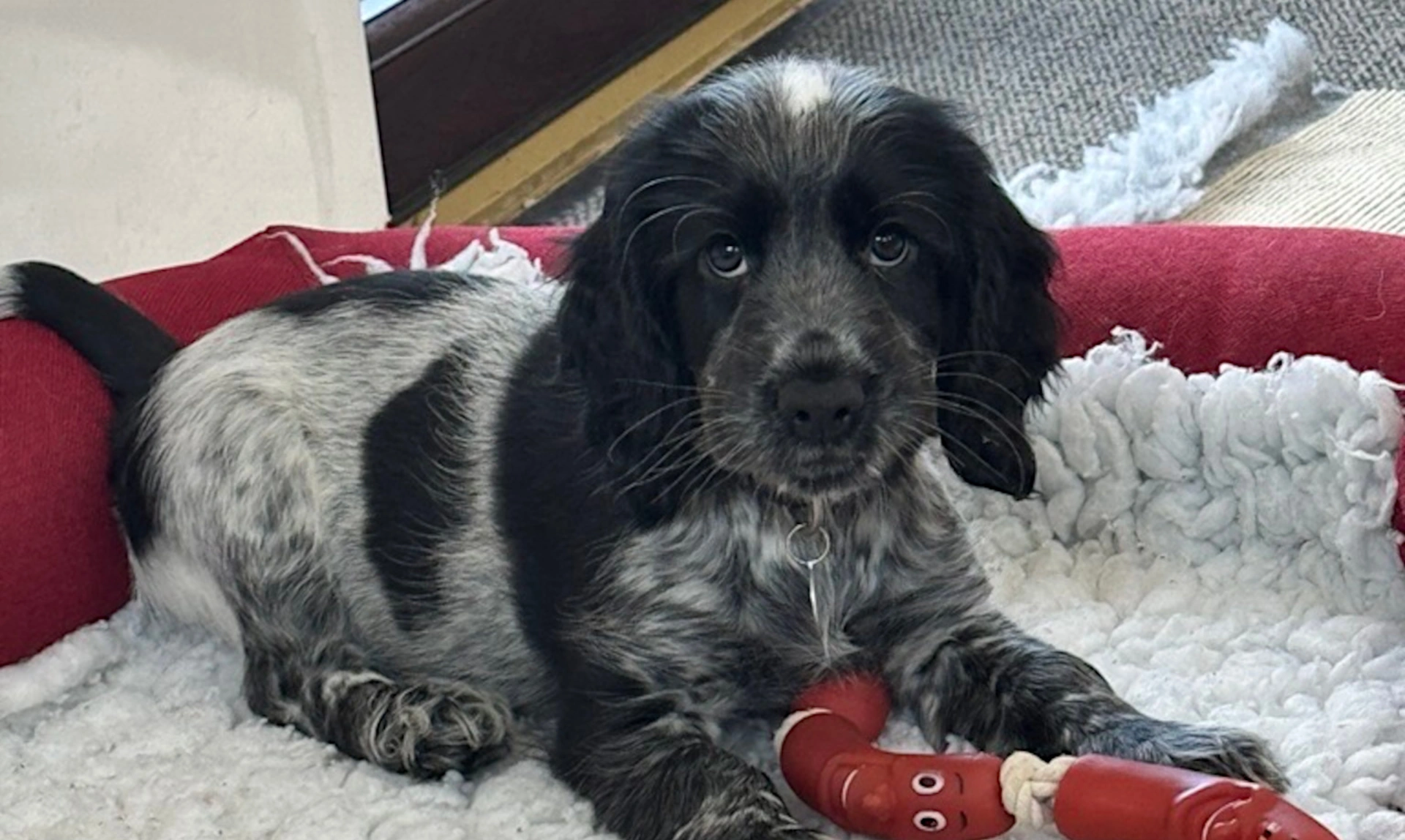 A grey and black cocker spaniel puppy, with cute eyes playing in a large dog bed