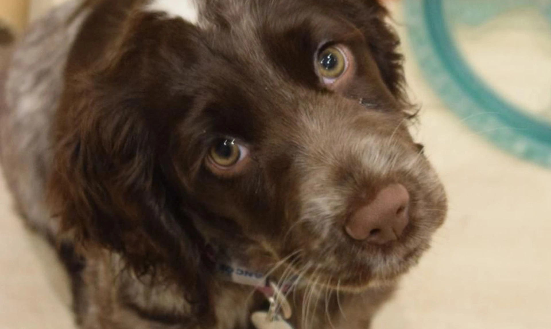 Chocolate roan spaniel looking up directly into camera